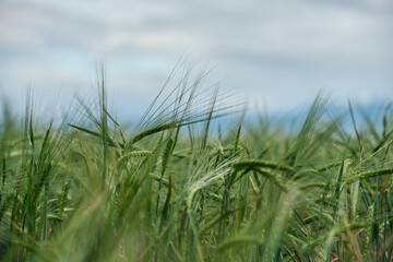 Summer field of new fresh green barley cereals