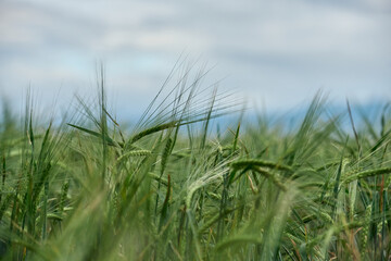 Summer field of new fresh green barley cereals