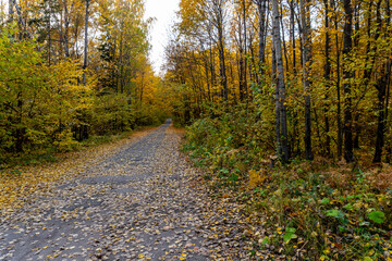 Fototapeta premium Autumn landscape, forest in autumn, yellow leaves. Beautiful background or screen saver on the phone and computer