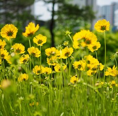 가을 코스모스 꽃 풍경 