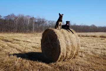 Naklejka na ściany i meble Two dogs on a haystack