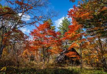 紅葉と小屋