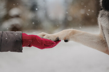 dog paw in hand winter snow bokeh background 