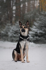 east European shepherd dog sitting portrait winter on forest background