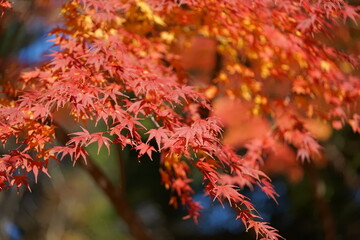 紅葉