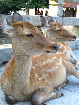 鹿の横顔 の画像 14 111 件の Stock 写真 ベクターおよびビデオ Adobe Stock