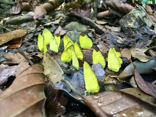 Beautiful yellow butterfly (Orange Sulphur or Clouded Sulphur) on the ground in the wood