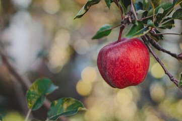 Organic apples hanging from a tree branch in an apple orchard