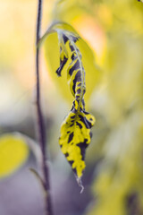 yellow autumn leaf