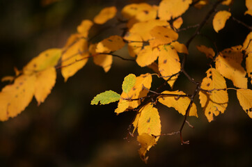 autumn leaves