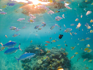 Fototapeta na wymiar Wonderful and beautiful underwater world with corals and tropical fish. Red sea, Egypt
