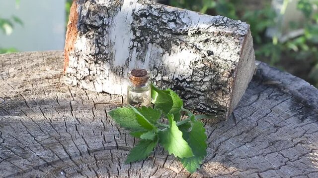 Bottle with healing oil of lemon balm herb on birch tree background. Antispasmodic and analgesic effect, therapeutic phytotherapy, aromatherapy