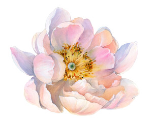 Obraz na płótnie Canvas Flowers watercolor illustration. Manual composition. Big Set watercolor elements.