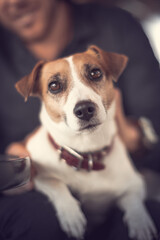 Close-up portrait of young cute purebred dog jack russell terrier sitting on the knees of a smiling person and looking into camera