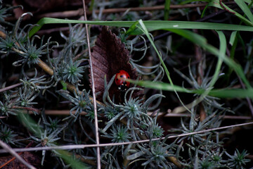 ladybug on a leaf