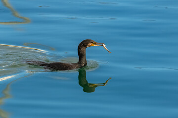 Great cormoran, bird