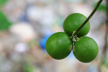 lime on tree