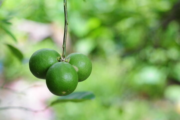 green olives on tree