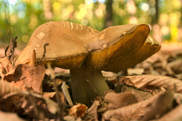 Wild mushroom
