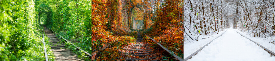 collage forest tunnel of love season backgrounds. Winter, Spring, Summer, Autumn.