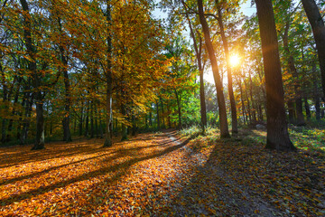 autumn forest trees. nature green wood sunlight backgrounds.
