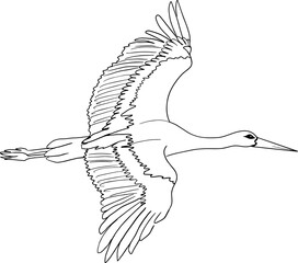 Vector cartoon stork.Cute little stork character, hand drawn vector illustration.Educational Game for Kids.Can be used for t-shirt print, kids wear, baby shower, nursery.