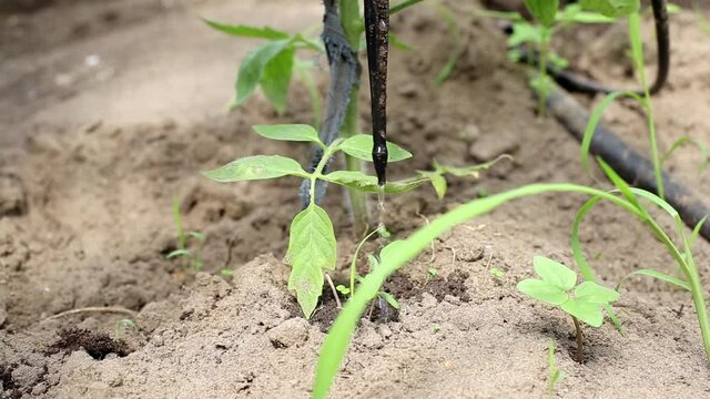 Tomatoes in the greenhouse are watered using drip irrigation. Modern irrigation system in agriculture and vegetable cultivation, industry