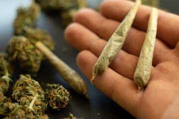 Cone cannabis joints close-up on hand palm, blurry background with marijuana buds. Weed...