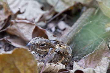 Long-tailed Nightjar (Caprimulgus climacurus), roosting on the forest floor, Gambia.