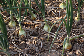 Closeup onion growing on the vegetable bed (shallow dof)