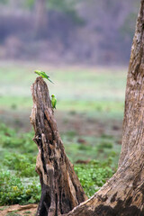 Landscape in Sri Lanka, dry trees with parrots,parakeet.The rose-ringed parakeet (Psittacula krameri), also known as the ring-necked parakeet in the countryside.