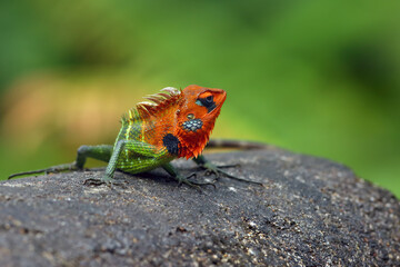 The common green forest lizard (Calotes calotes) sitting on the stone. A large green lizard with a red head sits on a stone railing in a tropical rainforest.