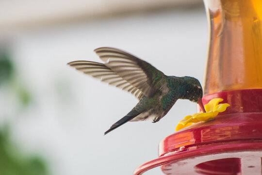 colibr&iacute; en bebedero