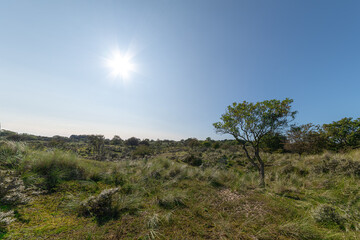 Obraz premium Tree growing on a rural dry bush and grassland with blue cloudless skyline landscape in South Holland, Leiden, NL