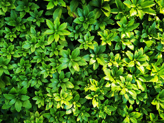 Fototapeta na wymiar green plant texture