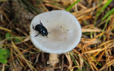 mushroom in the forest