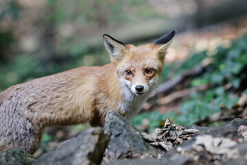 A red fox is walking close to hikers in a forest in Romania. Many foxes in the area stay near people to get food. Self-domestication of wild animals.