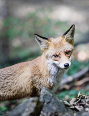 A red fox is walking close to hikers in a forest in Romania. Many foxes in the area stay near people to get food. Self-domestication of wild animals.