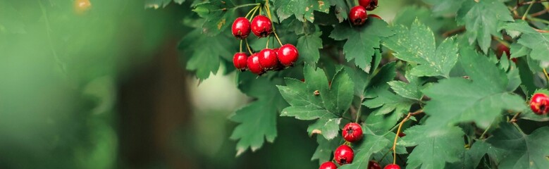 Hawthorn with red fruit, Crataegus monogyna, . Natural beautiful banner.