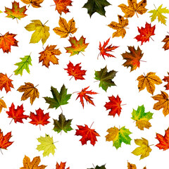 Fototapeta premium Maple leaf seamless pattern. Colorful maple foliage. Season leaves fall background. Autumn yellow red, orange leaf isolated on white.