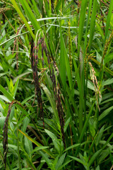 Rice berry in the rice field.