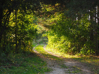 Fototapeta na wymiar The road in the forest. Trees, Autumn. Ural. Russia. Perm Territory, Elovo