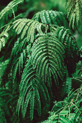 Sophora acacia tree leaves