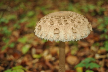 Parasol mushroom in the forest