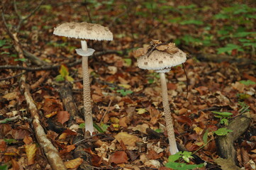 Parasol mushroom in the forest