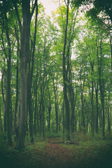 Obraz premium The road in the forest - mysterious landscape