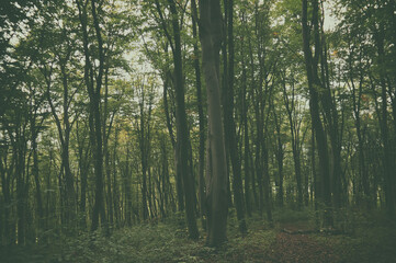 The road in the forest - mysterious landscape