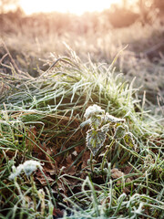 Frost on green grass a field, Abstract winter background. Cold season concept. Selective focus.