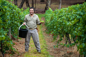 Australian/Argentinian winemaker and viticulturist picks Chardonnay grapes at the vineyard in Lenswood the Adelaide Hills of South Australia