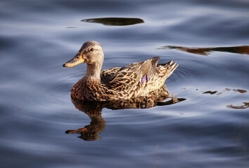 Female mallard duck